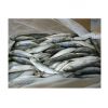 Sardine Fish Export Frozen Sardine Fish Whole Round Frozen Sardine Fish