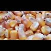 organic dried yellow corn maize for human and animal feed for sale yellow  bulk corn  organic  white  dried corn