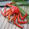 frozen frog legs for sale crab seafood king crab seafood  king crab legs wholesale live for sale