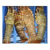 Frozen Lobster Frozen Lobster Tails Fresh Live Lobster
