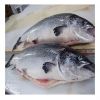 Frozen Horse Mackerel | Pacific Mackerel | Tuna | Trout | Bonito, Tilapia | Squid | Salmon fish