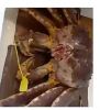 live canadian red king crabs style hot sale live mud crabs blue frozen  high quality wholesale mud crab price