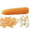 Premium Non-GMO Yellow Maize Corn for Diverse Applications: Popcorn, White Corn, Seeds, and More