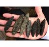 high protein anti-aging fertile holothurian sea cucumber best quality bulk orders  buyer of high quality dried sea cucumber