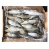 High Quality Supplied Frozen Export Fresh Bulk Seafood Bqf Whole Round Sardine Fish With Best Price For Sale