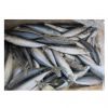 Spanish Horse Mackerel Price Fresh Catch Frozen pacific mackerel Fish