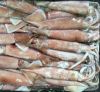 frozen squid tube	 South Africa 12.5kg fat delicious frozen squid tentacles for sale high quality frozen red squid loligo bulk