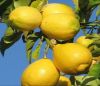 wholesale bulk eureka yellow fresh lemon  for sale south africa fresh lemon yellow lemon farm