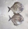 frozen silver pomfret fish high quality no salt red silver pomfret fish new zealand frozen pomfret fish