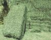 alfalfa hay for animal feeding and seeds cheap alfalfa hay bales packing bulk suppliers cattle feed and horse feed