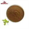 Pure Natural Spearmint Extract Food Grade 10:1 Spearmint Mint Extract Powder