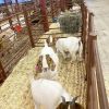 Wholesale custom private label pregnant 100% full blood pure bred live boer goats livestock 65kg 1000 heads 15days boer goat