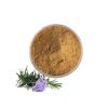 Good Price Rosemary Extract Powder Rosemary Leaf Extract Rosemary Extract