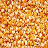 Premium Non-GMO Yellow Maize Corn for Diverse Applications: Popcorn, White Corn, Seeds, and More