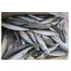 High Quality Seafood Whole Fish Horse Mackerel Frozen Pacific Mackerel Fish HGT For Sale