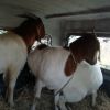 Wholesale custom private label pregnant 100% full blood pure bred live boer goats livestock 65kg 1000 heads 15days boer goat