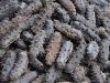 high protein anti-aging fertile holothurian sea cucumber best quality bulk orders  buyer of high quality dried sea cucumber