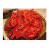 alfalfa hay for animal feeding and seeds cheap alfalfa hay bales packing bulk suppliers cattle feed and horse feed
