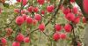 bulk suppliers fresh c...