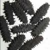 high protein anti-aging fertile holothurian sea cucumber best quality bulk orders  buyer of high quality dried sea cucumber