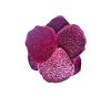 dried dragon fruit red yellow frozen organic dragon fruit for human consumption dried organic dragon fruit