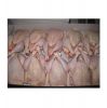 Quality Certified Halal Frozen Chicken Feet/ Chicken Wings/ Frozen Whole Chicken