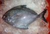 frozen silver pomfret fish high quality no salt red silver pomfret fish new zealand frozen pomfret fish