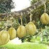 high quality fresh durian fruit with good price fresh durian fruit 10kg Carton Box/Polyfoam Box freeze dried durian