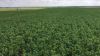 ALFALFA LUCERNE HAY In Bales and pellets available packing in bales alfalfa hay bales for sale hybrid seeds