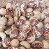 rich nutrition high quality best-selling various size betel nuts buyer packing in boxes betelnuts betel nuts