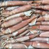 frozen squid tube	 South Africa 12.5kg fat delicious frozen squid tentacles for sale high quality frozen red squid loligo bulk