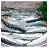 High Quality Supplied Frozen Export Fresh Bulk Seafood Bqf Whole Round Sardine Fish With Best Price For Sale