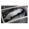 Frozen Horse Mackerel | Pacific Mackerel | Tuna | Trout | Bonito, Tilapia | Squid | Salmon fish