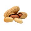 coated roasted peanuts no additives dried 100% natural peanut with best bulk suppliers shell raw peanuts prices