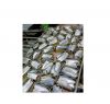 high quality wholesale sardine canned fish 125g 50tins Light Catch Frozen Sardine Morocco canned sardine fish in vegetable oil