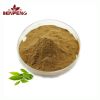 High Quality Green Tea Extract Natural Antioxidant Tea Polyphenols 98%