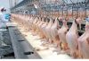 processed frozen chicken paws food grade 10kg carton 25tons 15days halal chicken feet frozen chicken paws