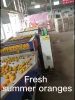 fresh orange valencia	for sale now in  mandarin orange fresh quality sale navel orange sweet & juicy honey oranges fresh oranges