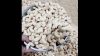 vegetable asparagus frozen green asparagus packing in bulk for sale bulk supplier vegetable asparagus