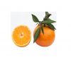 fresh orange valencia	for sale now in  mandarin orange fresh quality sale navel orange sweet & juicy honey oranges fresh oranges