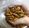 Wholesale custom private label Yellow dried silkworm animal protein feed grade 25kg 25tons 15days feed dried silkworm pupae