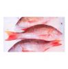 Best Selling Wholesale Fresh Frozen Red Snapper Emperor Fish