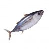 Factory price Whole Fresh Frozen Yellow Fin Tuna Fish Raw Materials 3.4-10kg PC IQF Fresh yellowfin tuna bonito tuna