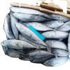 whole round frozen bonito fish with prices  box style packing packaging food no salt frozen bonito fish for sale