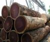 Supply Ability 1000000 Cubic Meter Log Lumber Pine Wooden Per Month Hardwood Timber Wood Beech Oak Wood Log Timber