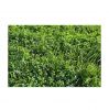 Wholesale Price Supplier of Alfalfa Hay / Alfalfa Hay For Animal feed Bulk Stock With Fast Shipping