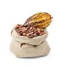 Organic Cocoa Beans - Premium Quality Wholesale Dried Cocoa Beans