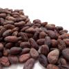 Organic Cocoa Beans - Premium Quality Wholesale Dried Cocoa Beans