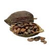 Raw Cacao Beans  High Quality Cacao Powder Making Chocolate at Cheap Price Cocoa Beans Top Dark