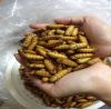 dried silkworm pupae frozen silkworm chrysalis pet food 1kg dry bag style storage gluten dried silkworm pupae